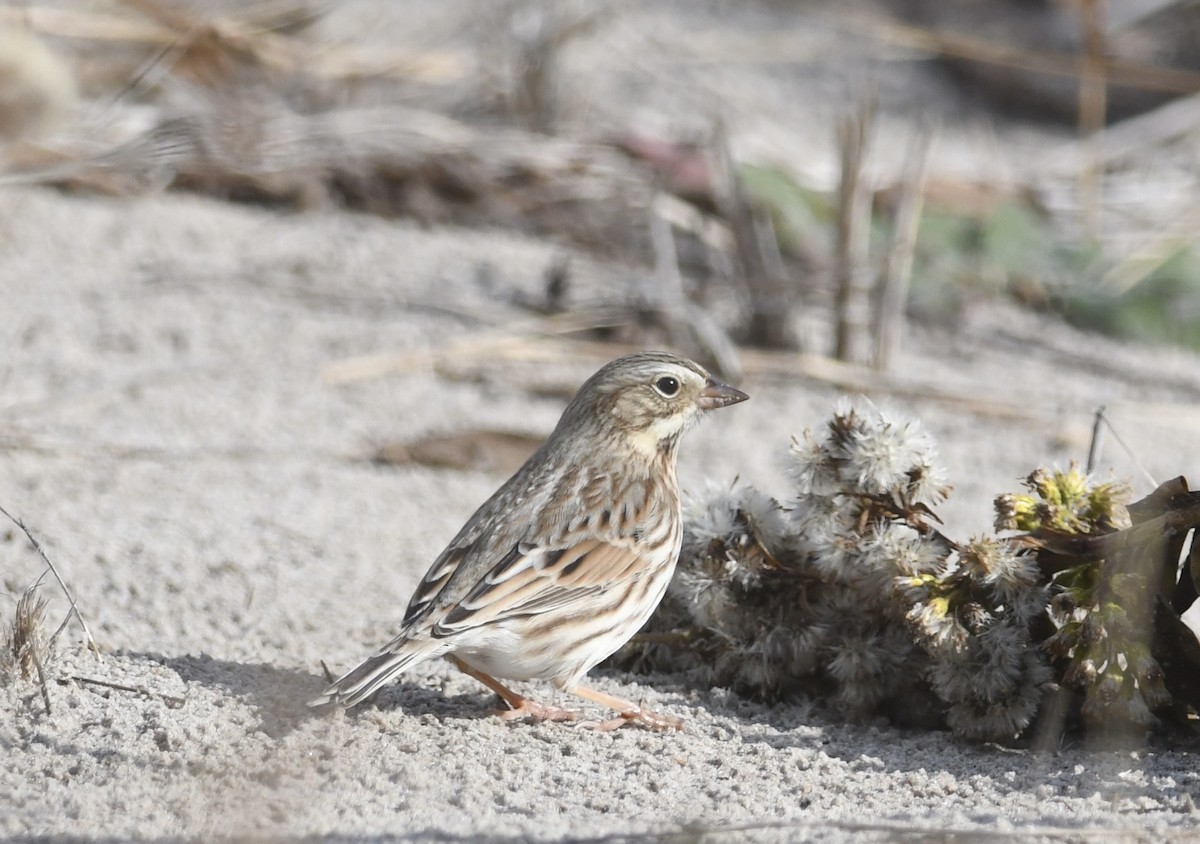 Grasammer (princeps) - ML645560276