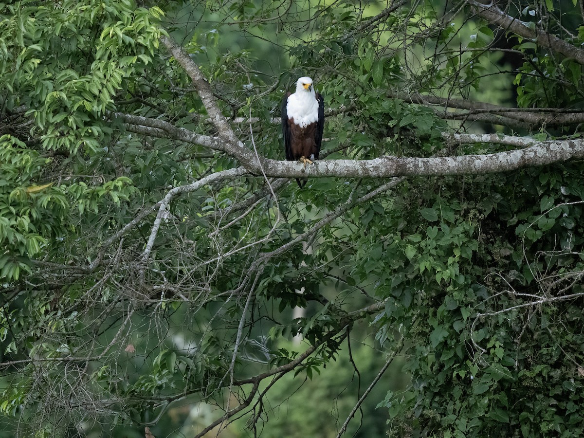 Schreiseeadler - ML645560277