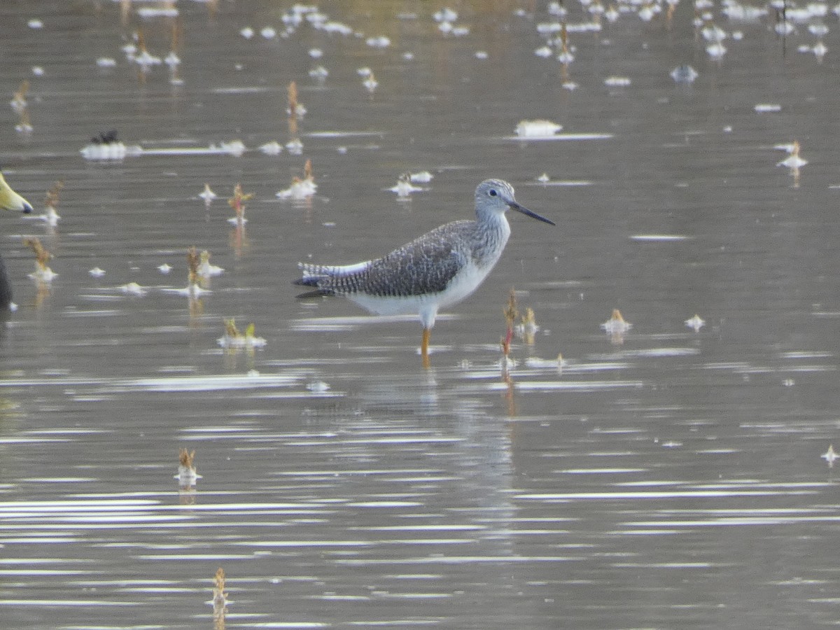 Tüpfelgelbschenkel - ML645560281