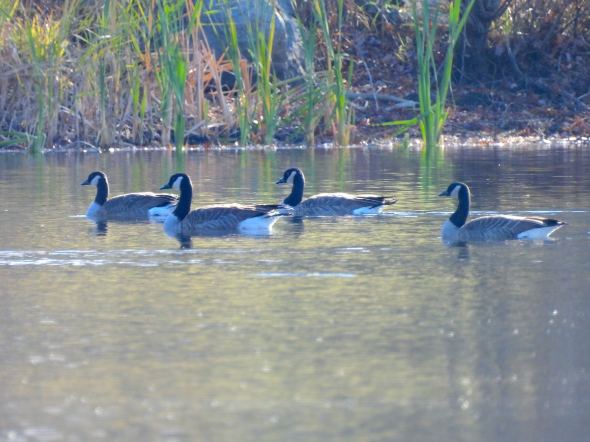 Kanadagans - ML645560282