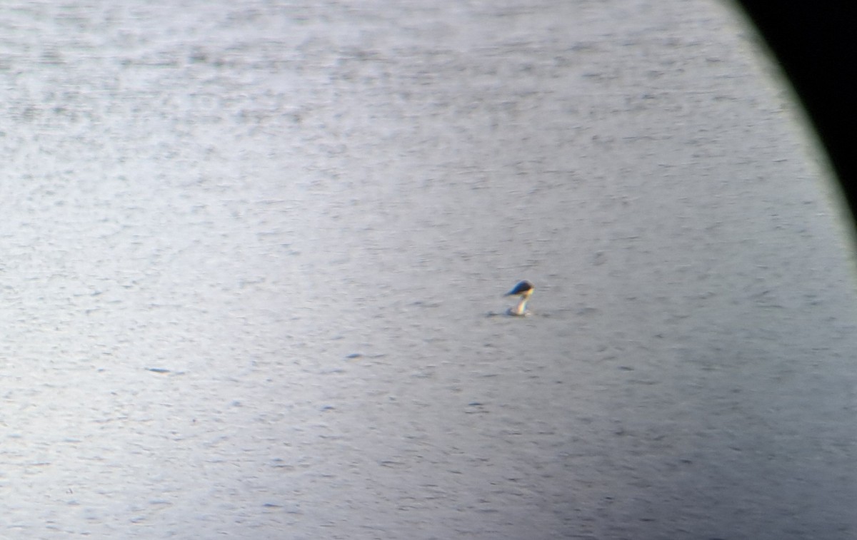 Renntaucher - ML645560283