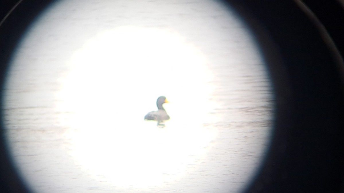 Pazifiktrauerente - ML645560289