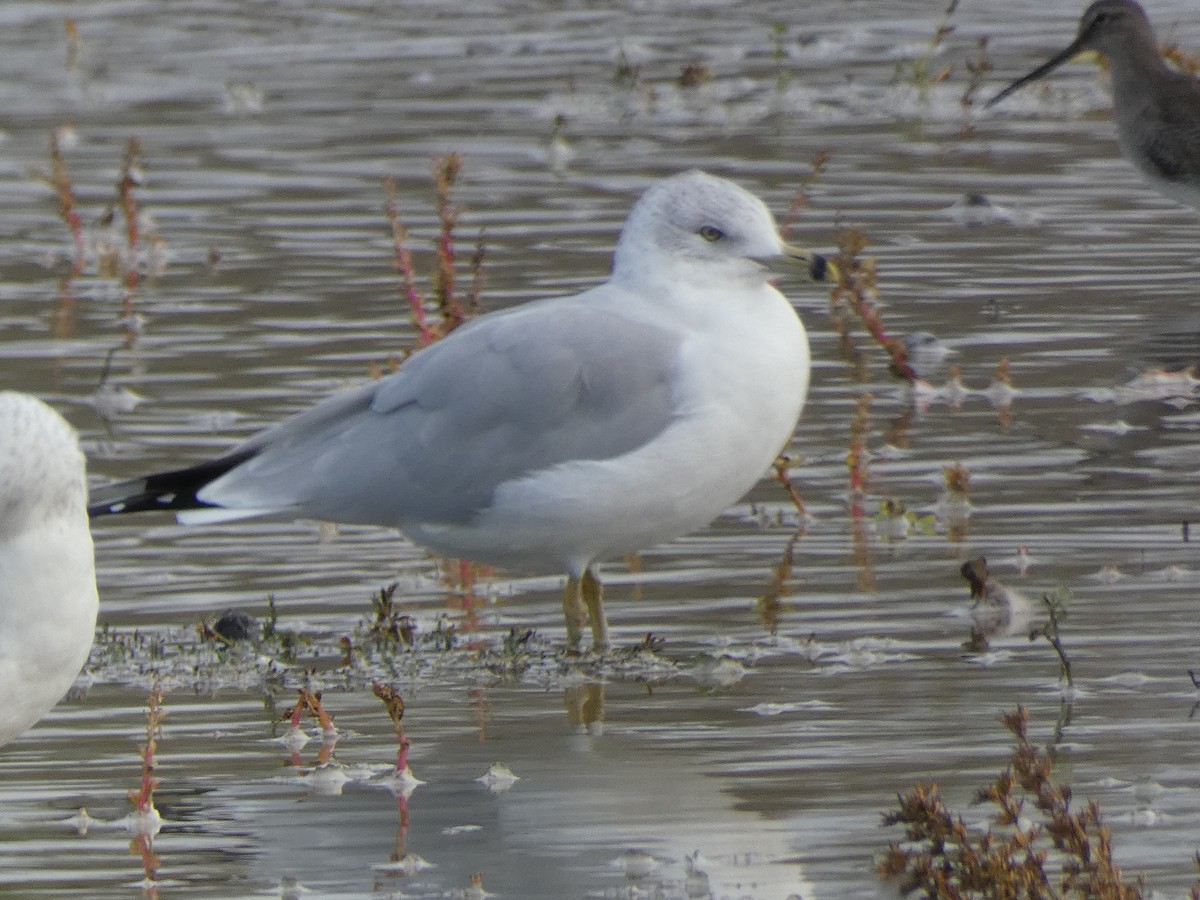 Gavina americana - ML645560295