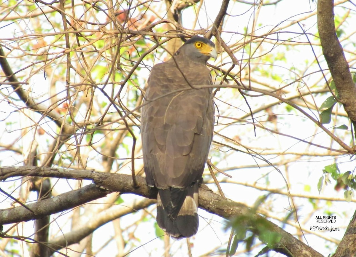 Хохлатый змееяд - ML645560322