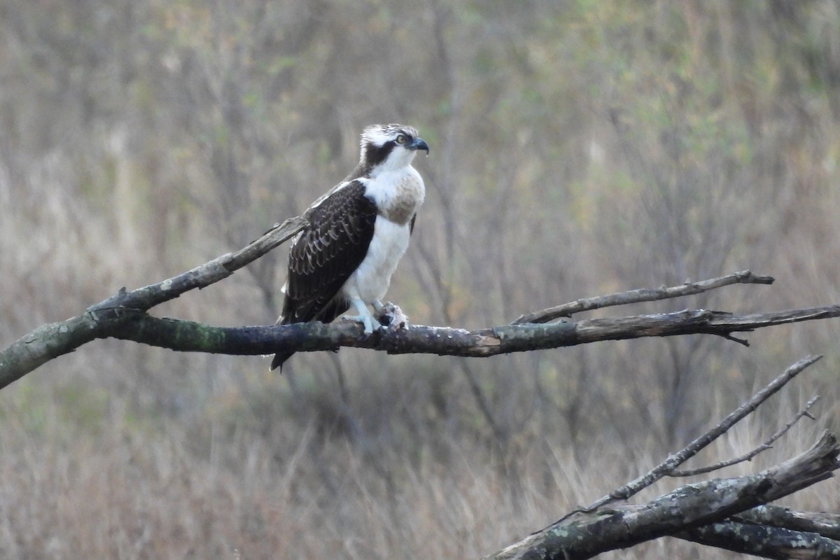 Osprey - ML645560327