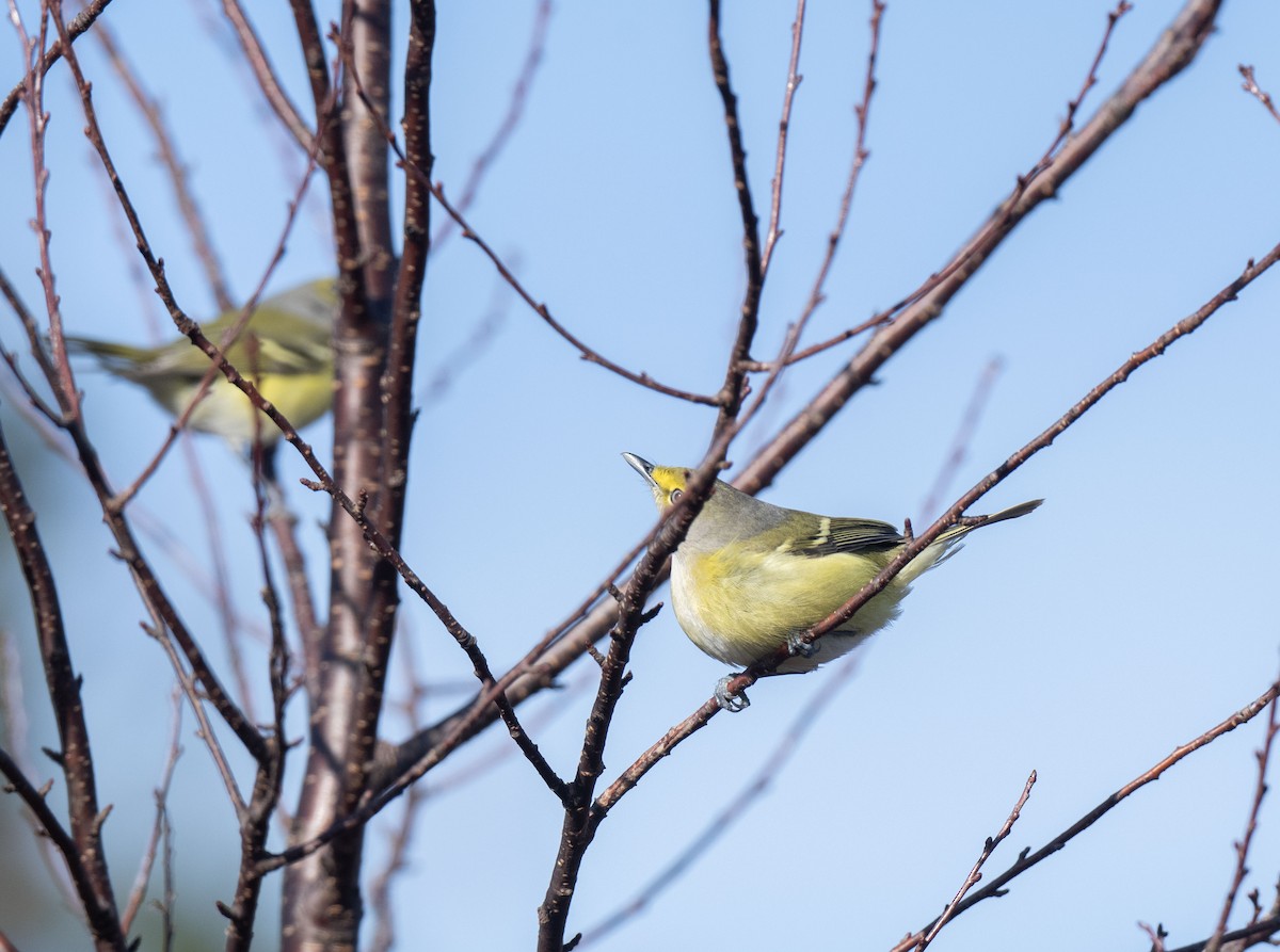White-eyed Vireo - ML645560338