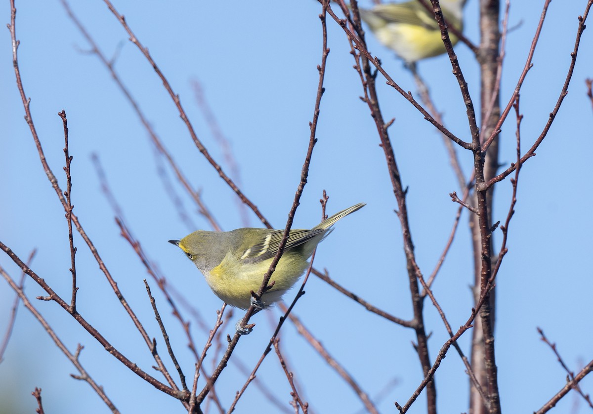White-eyed Vireo - ML645560353
