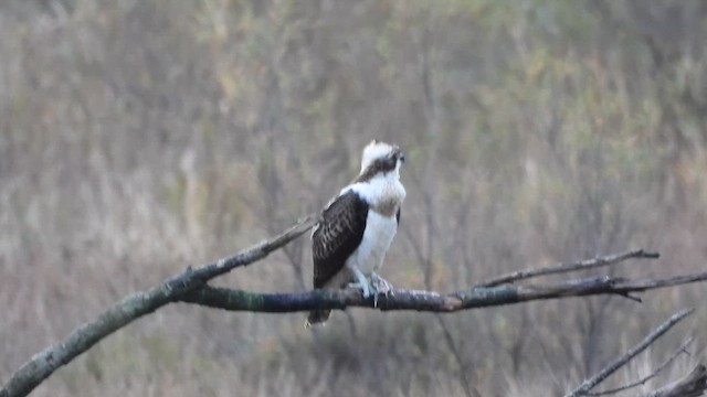 Osprey - ML645560354