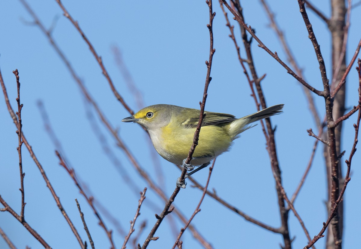 White-eyed Vireo - ML645560356