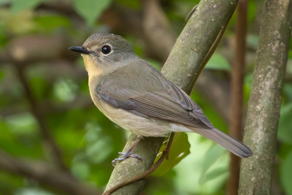Chinese Blue Flycatcher - ML645560357