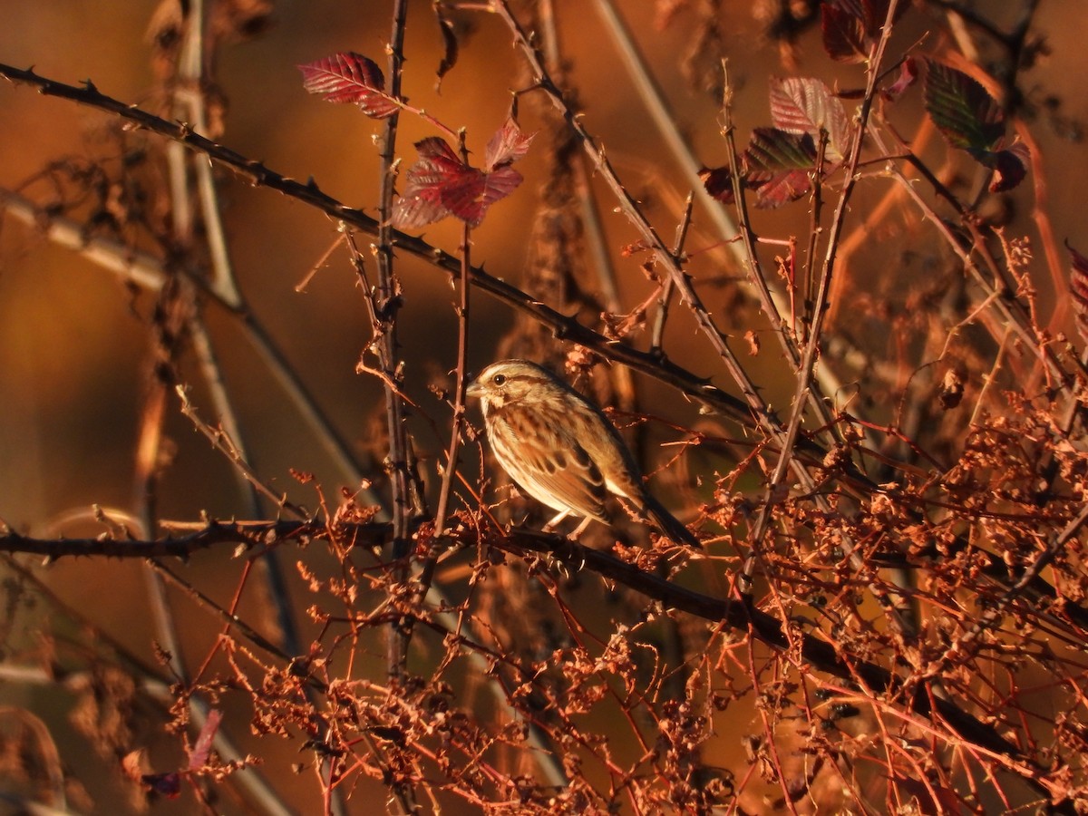 Song Sparrow - ML645560360