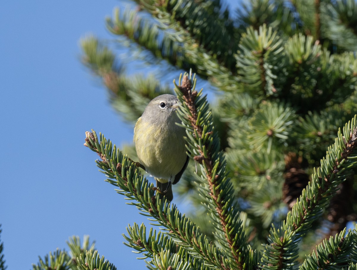 Orange-crowned Warbler - ML645560370