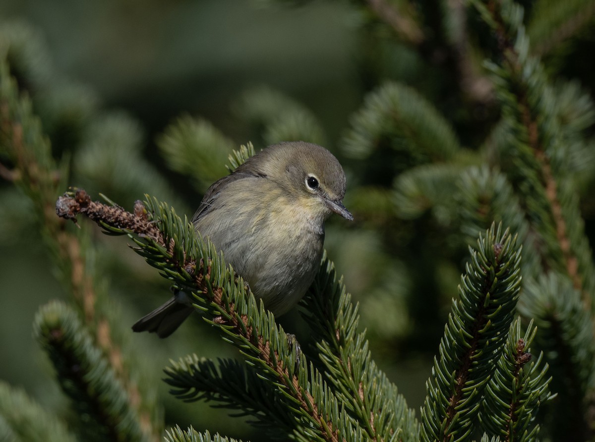 Pine Warbler - ML645560375