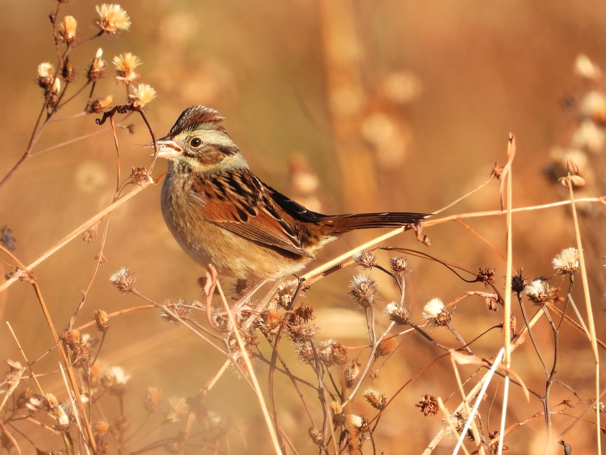 Swamp Sparrow - ML645560378
