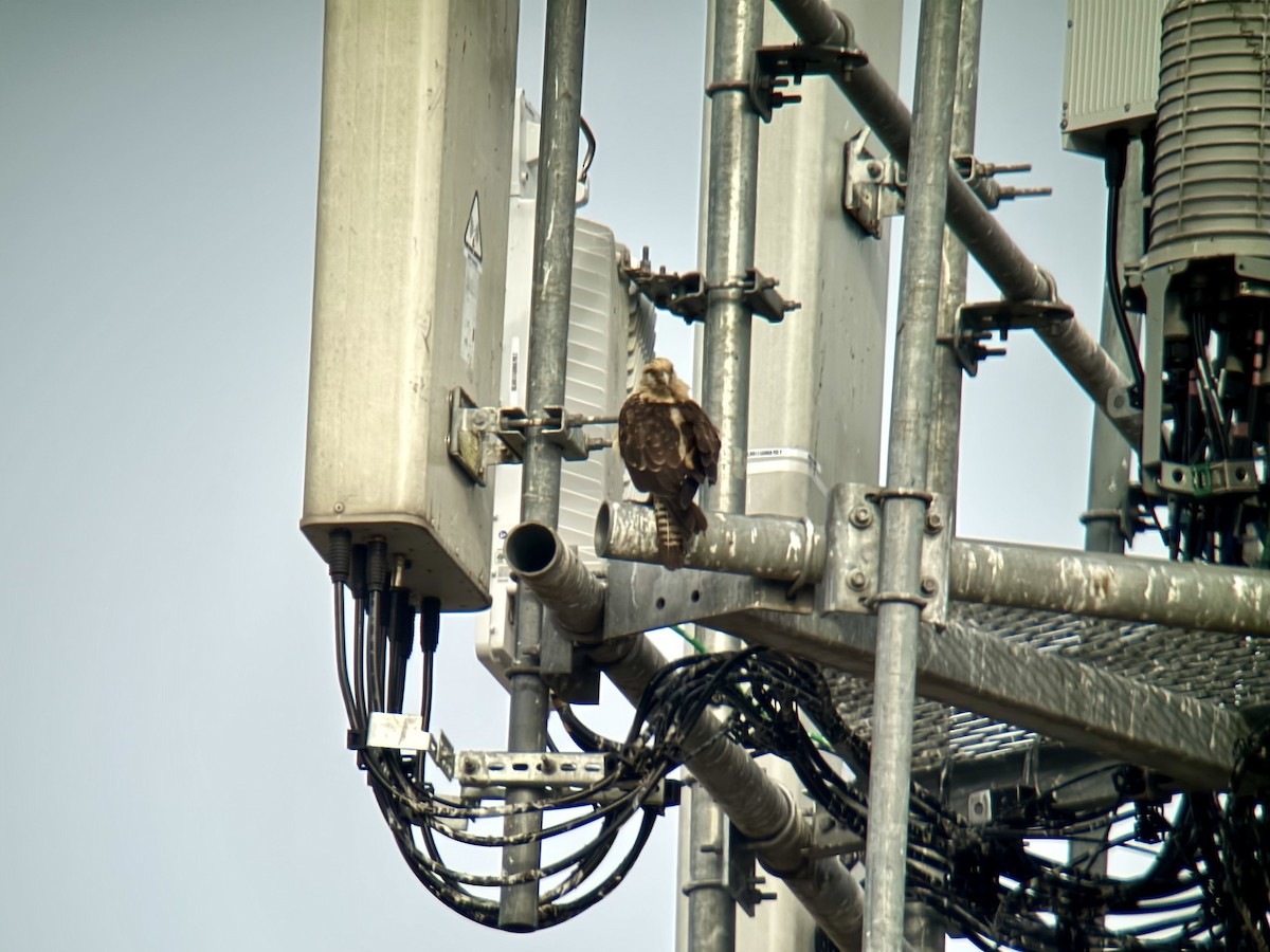 Yellow-headed Caracara - ML645560380