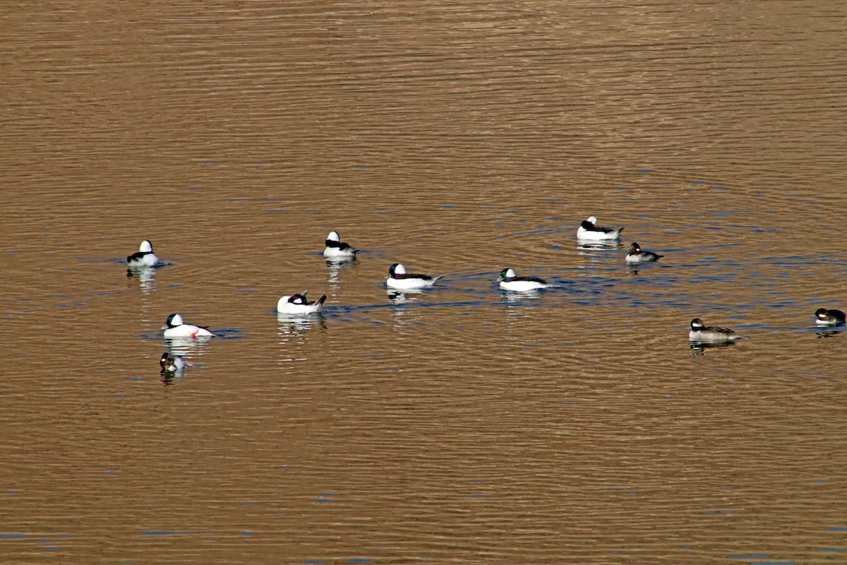 Bufflehead - ML645560387