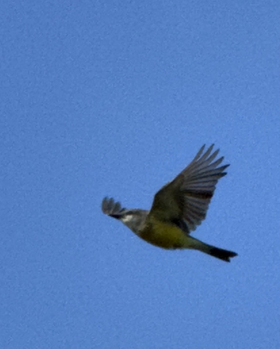 Tropical Kingbird - ML645560388