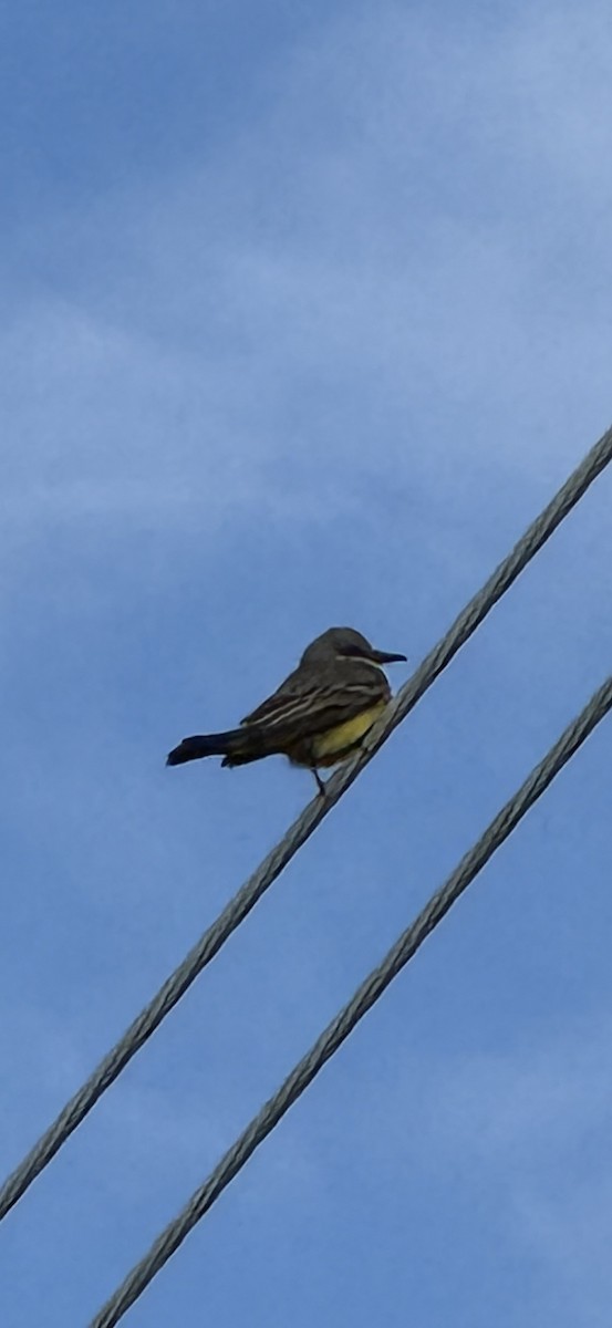 Tropical Kingbird - ML645560389