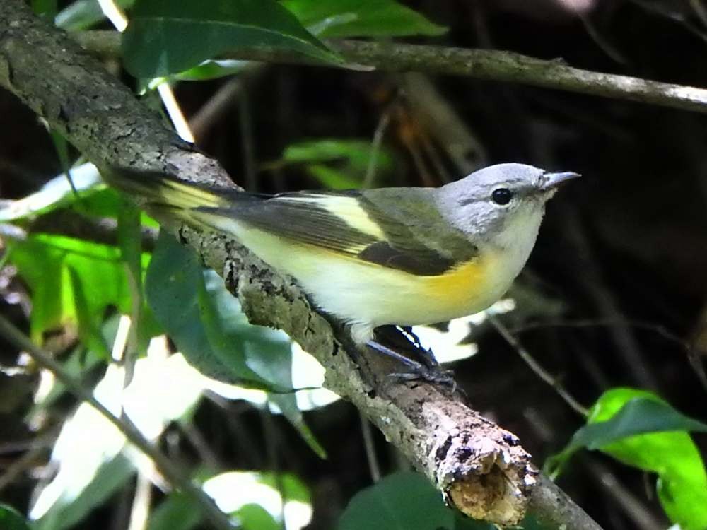 American Redstart - ML645560398