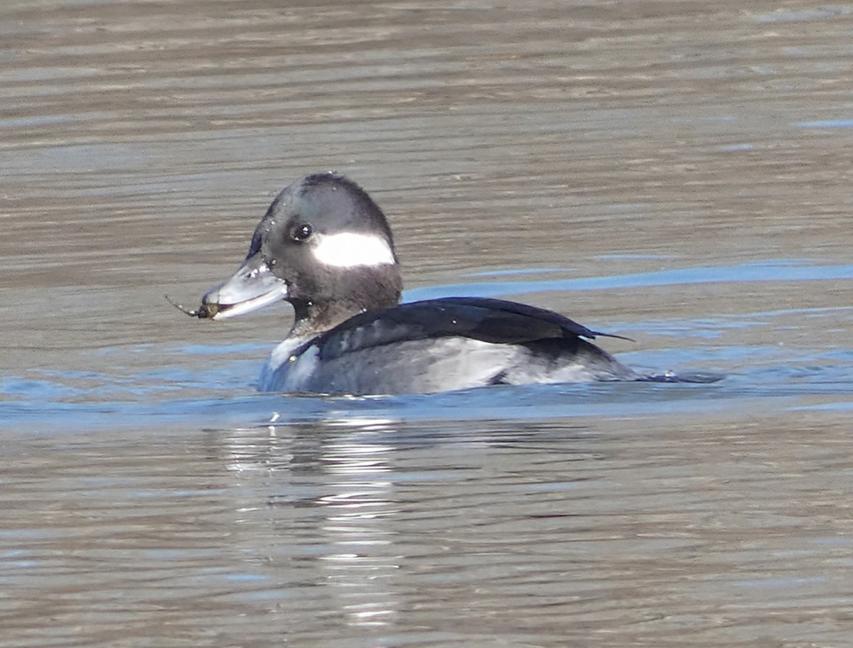 Bufflehead - ML645560406