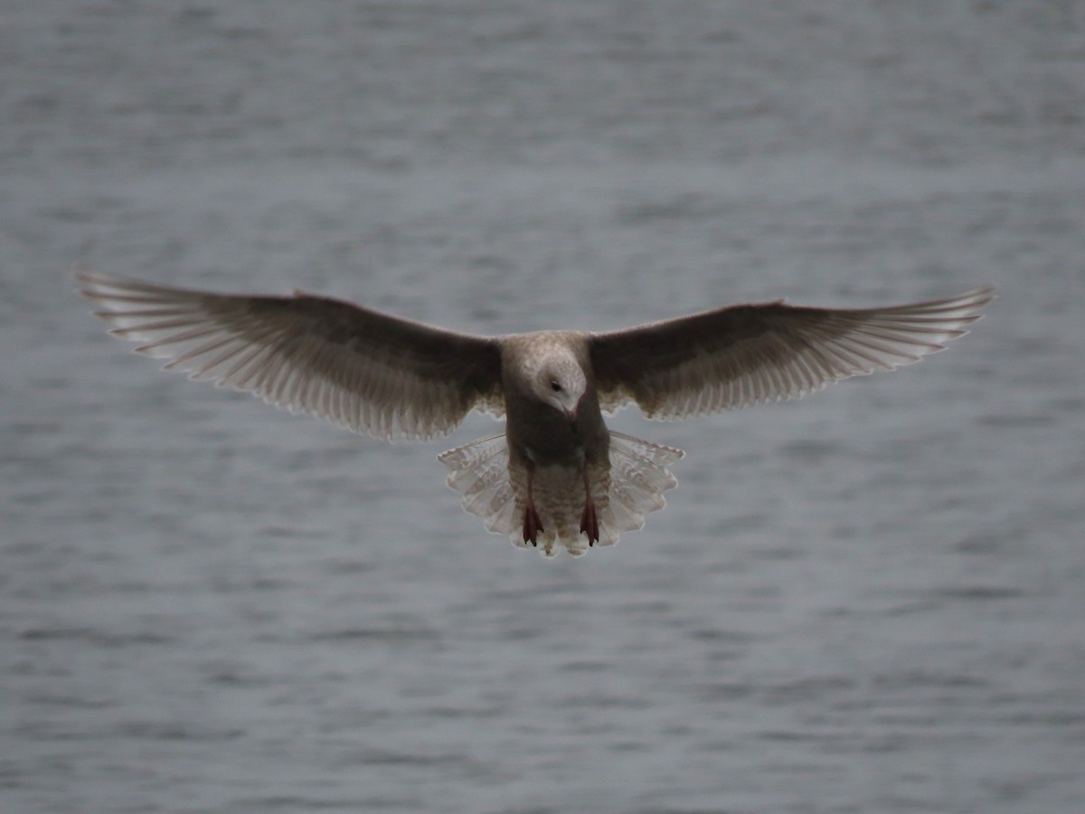 アイスランドカモメ - ML645560410