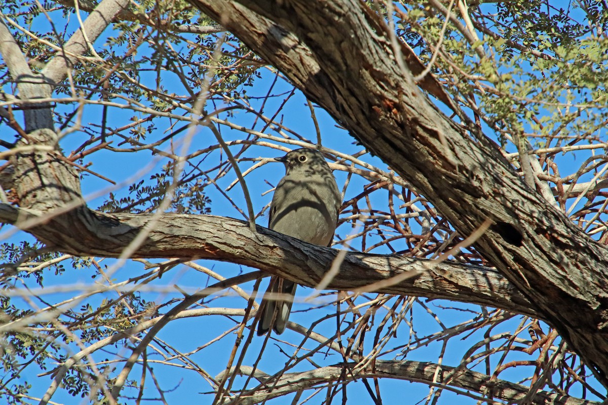 Townsend's Solitaire - ML645560427