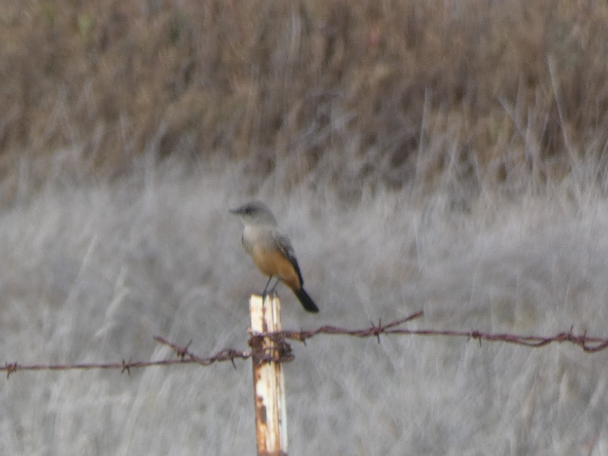 Say's Phoebe - ML645560438