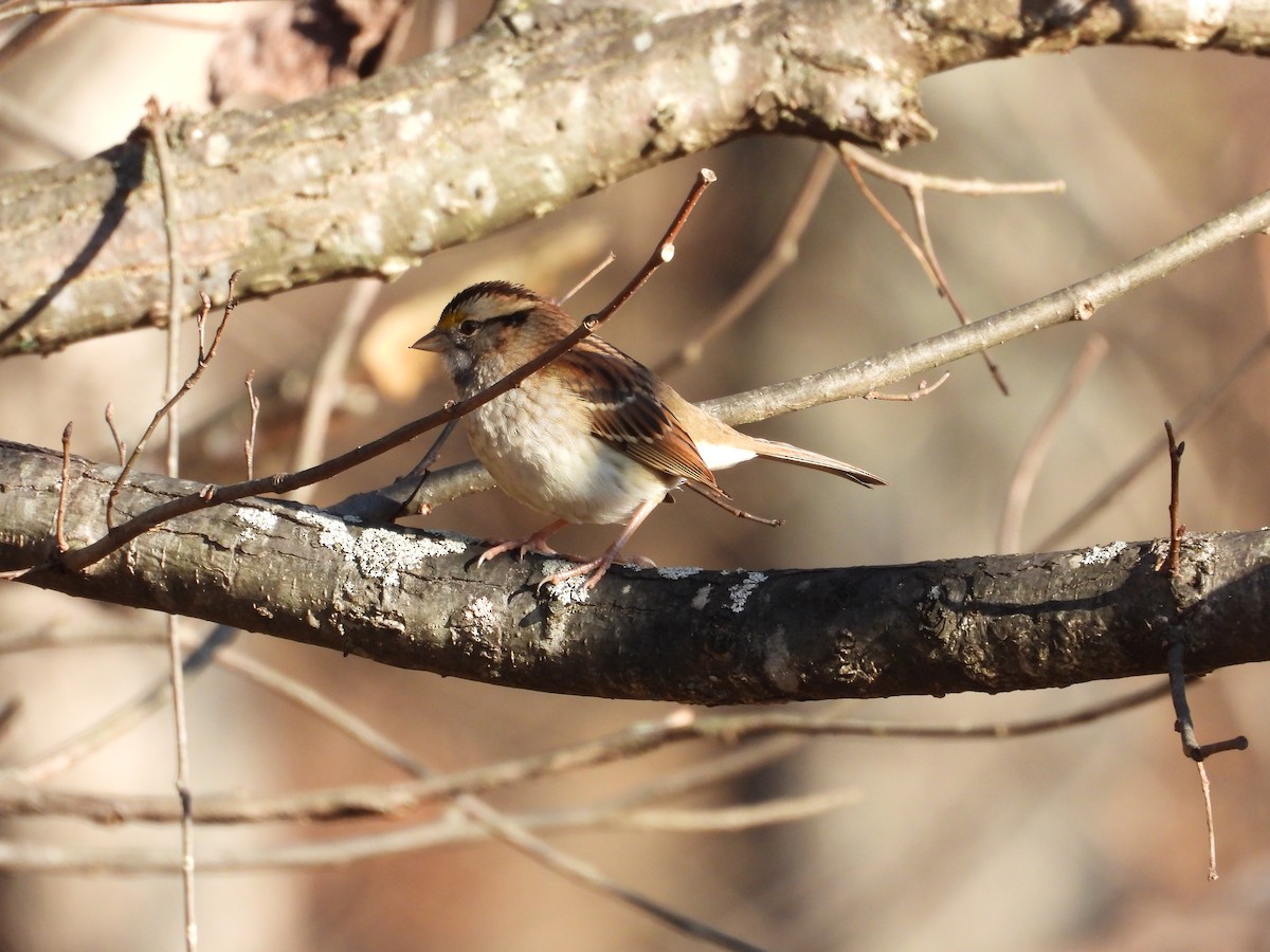 White-throated Sparrow - ML645560455