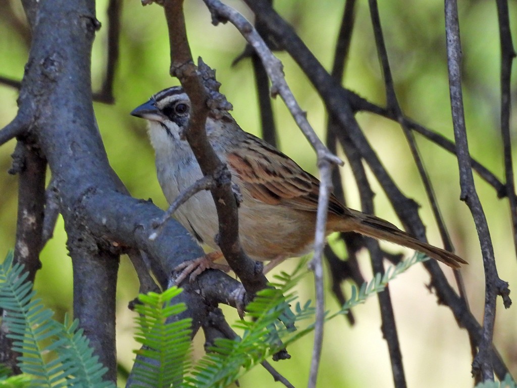 Yungas Sparrow - ML645560466