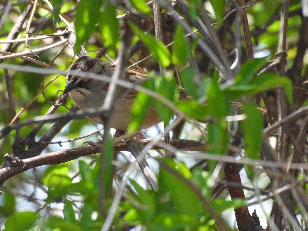 Yungas Sparrow - ML645560467