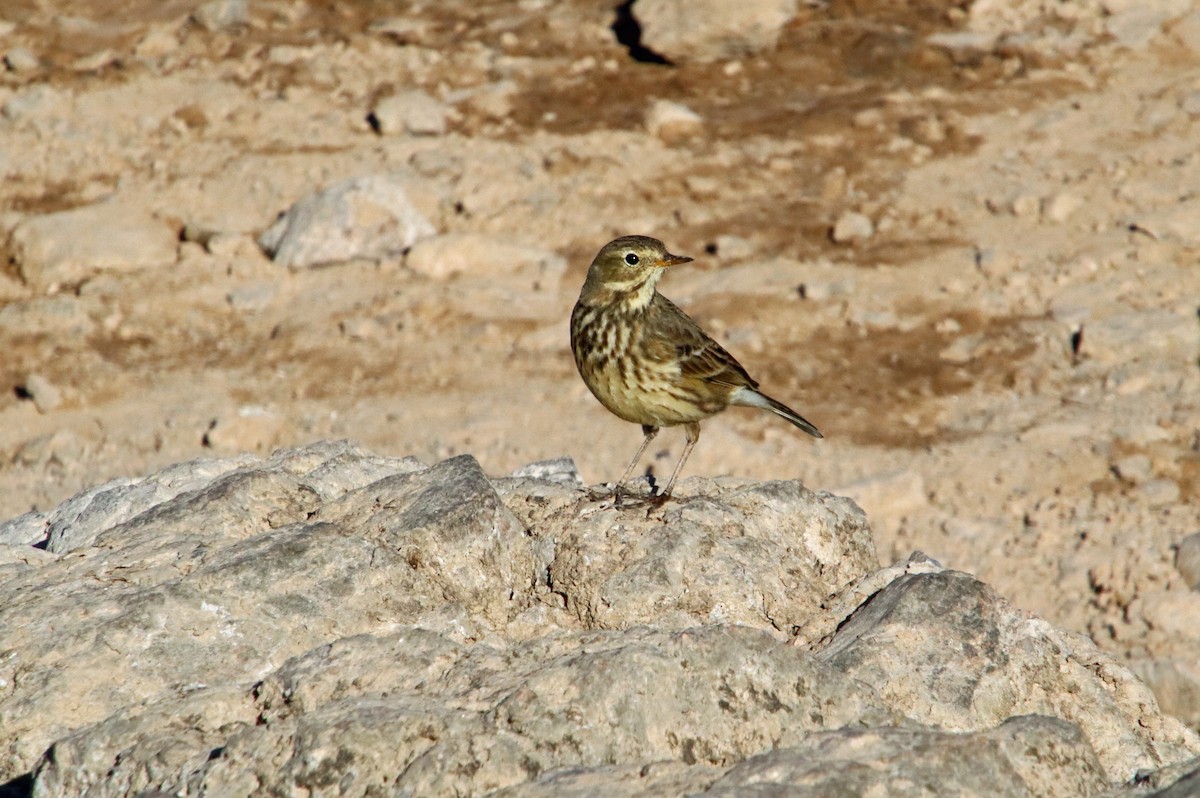 American Pipit - ML645560469