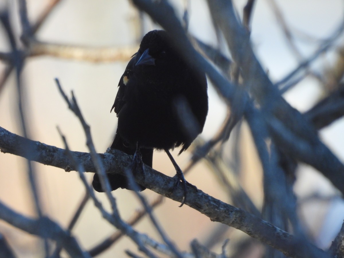Red-winged Blackbird - ML645560475