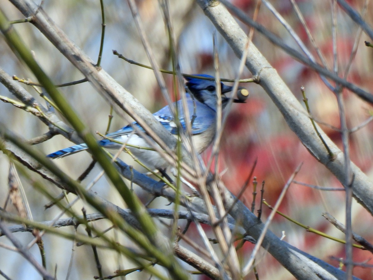 Blue Jay - ML645560476