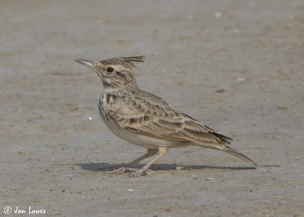Tepeli Toygar [cristata grubu] - ML645560482