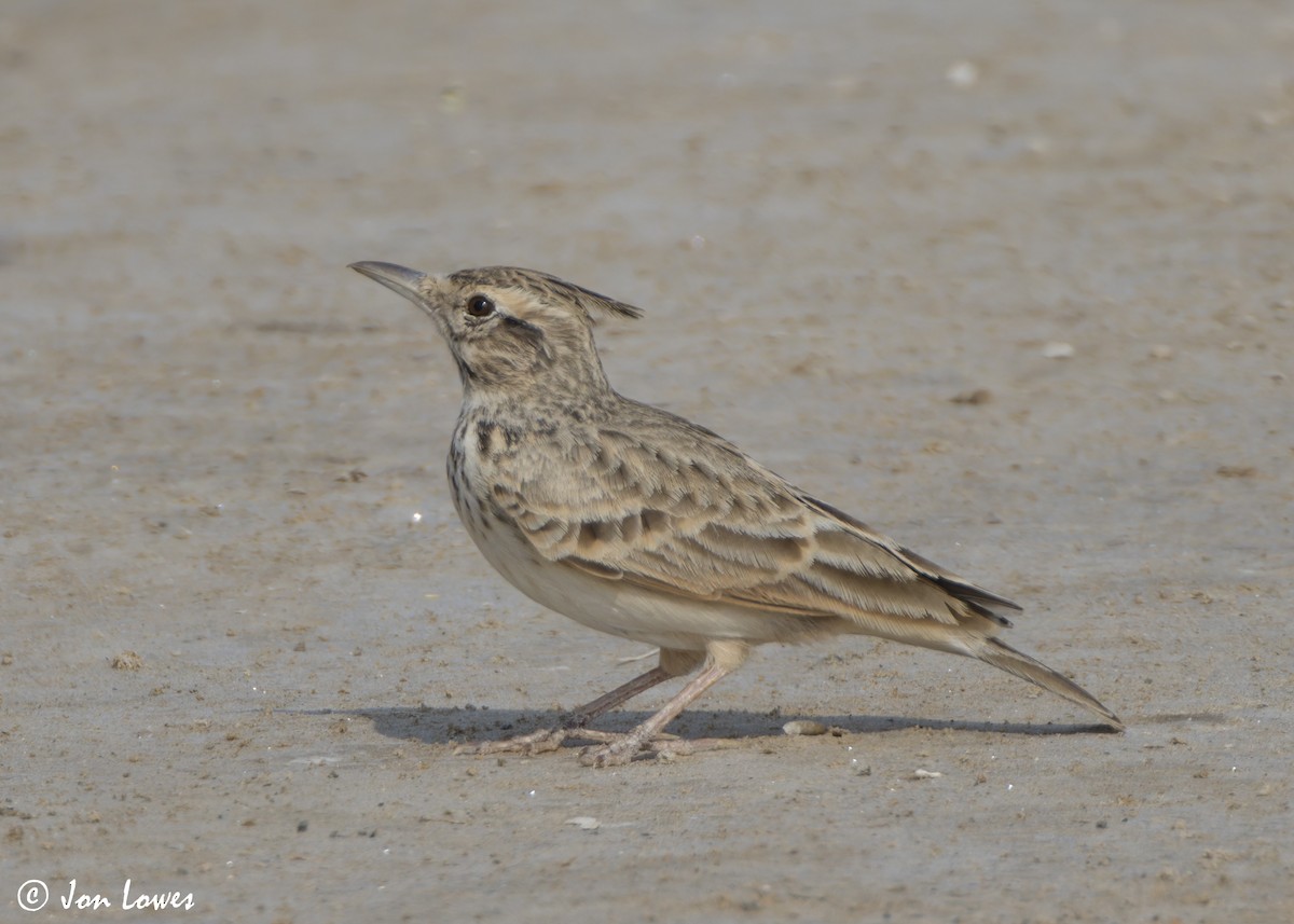Tepeli Toygar [cristata grubu] - ML645560483