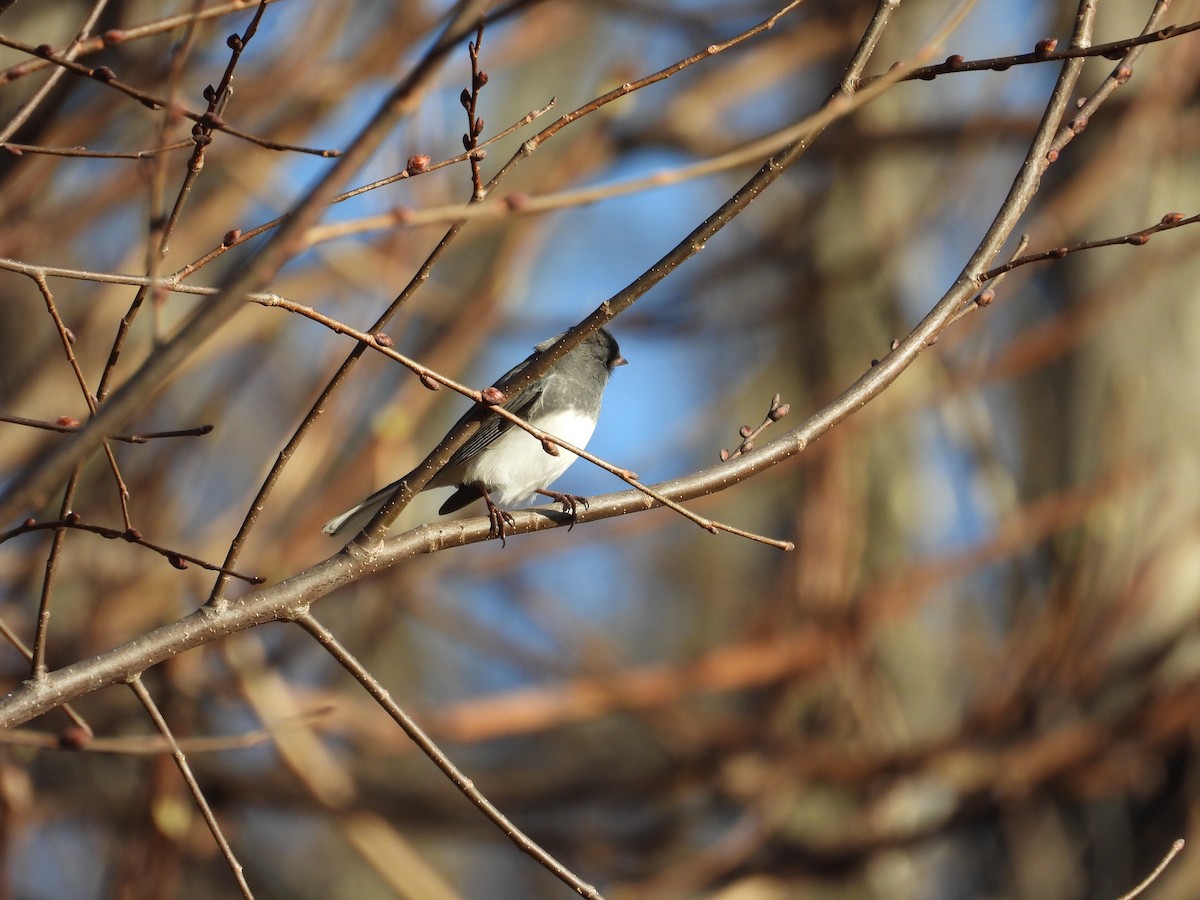 Dark-eyed Junco - ML645560484