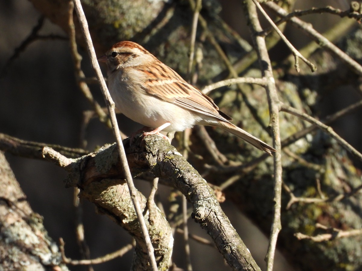 Chipping Sparrow - ML645560495