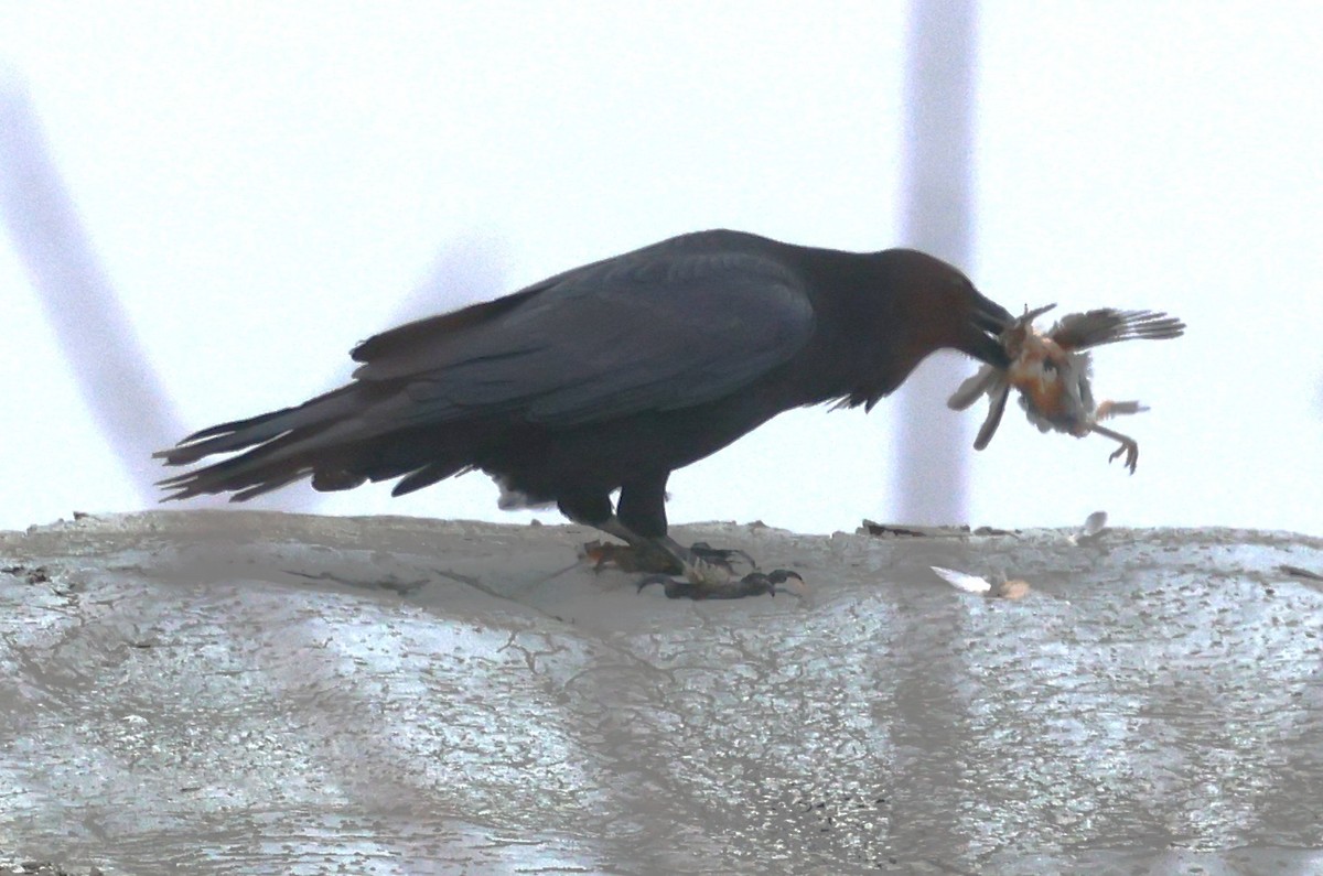 עורב שחור - ML645560504