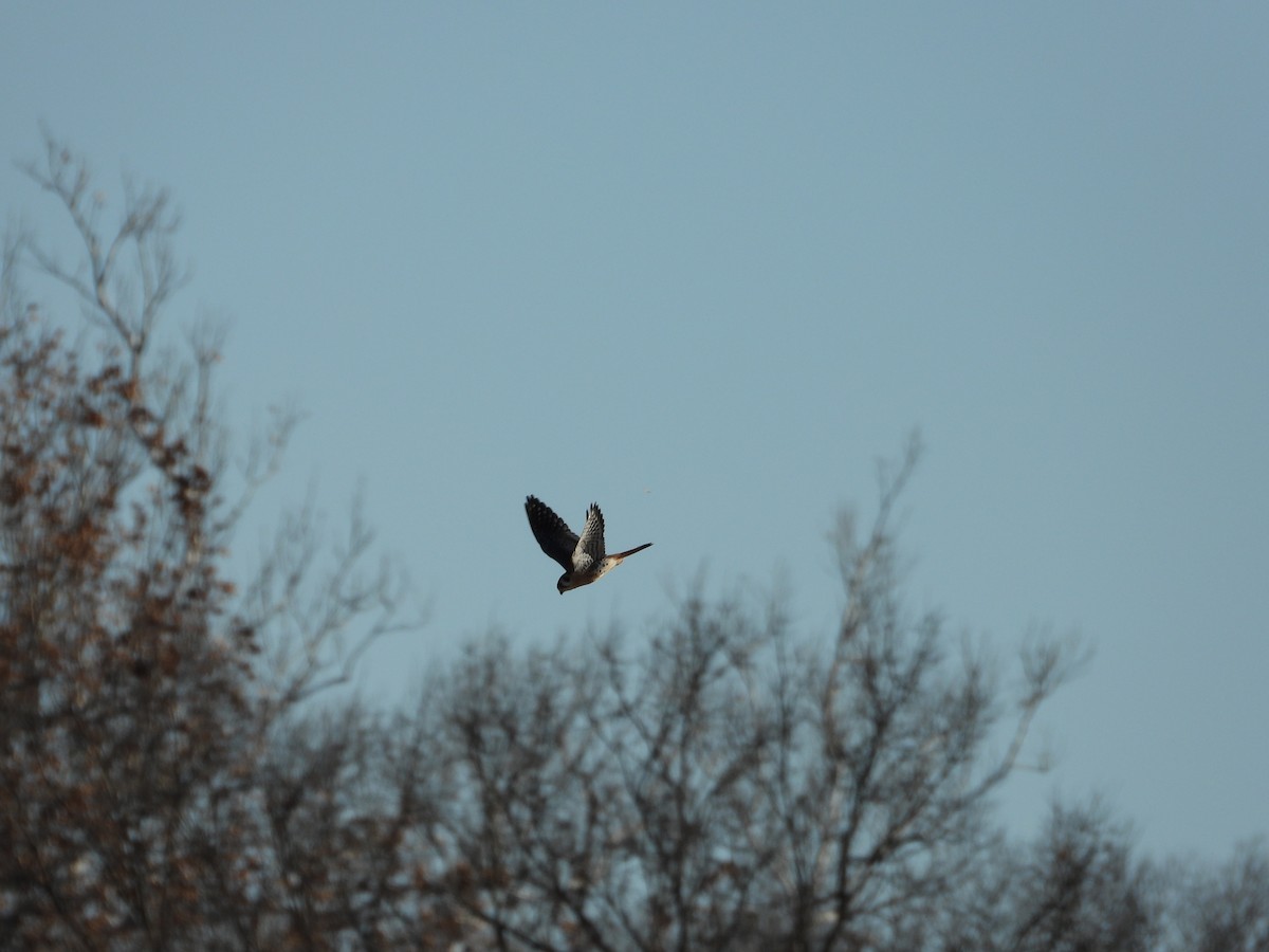 American Kestrel - ML645560506