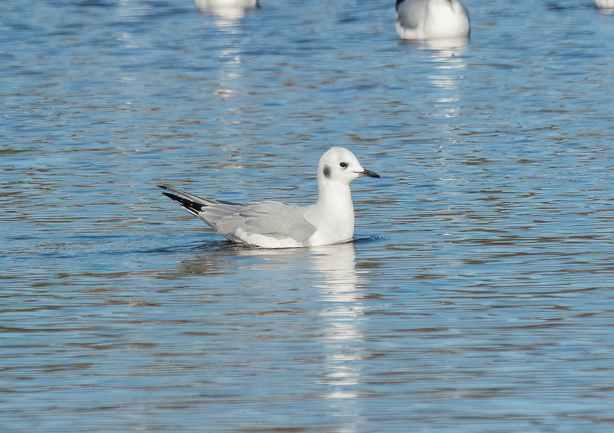 Bonaparte's Gull - ML645560507