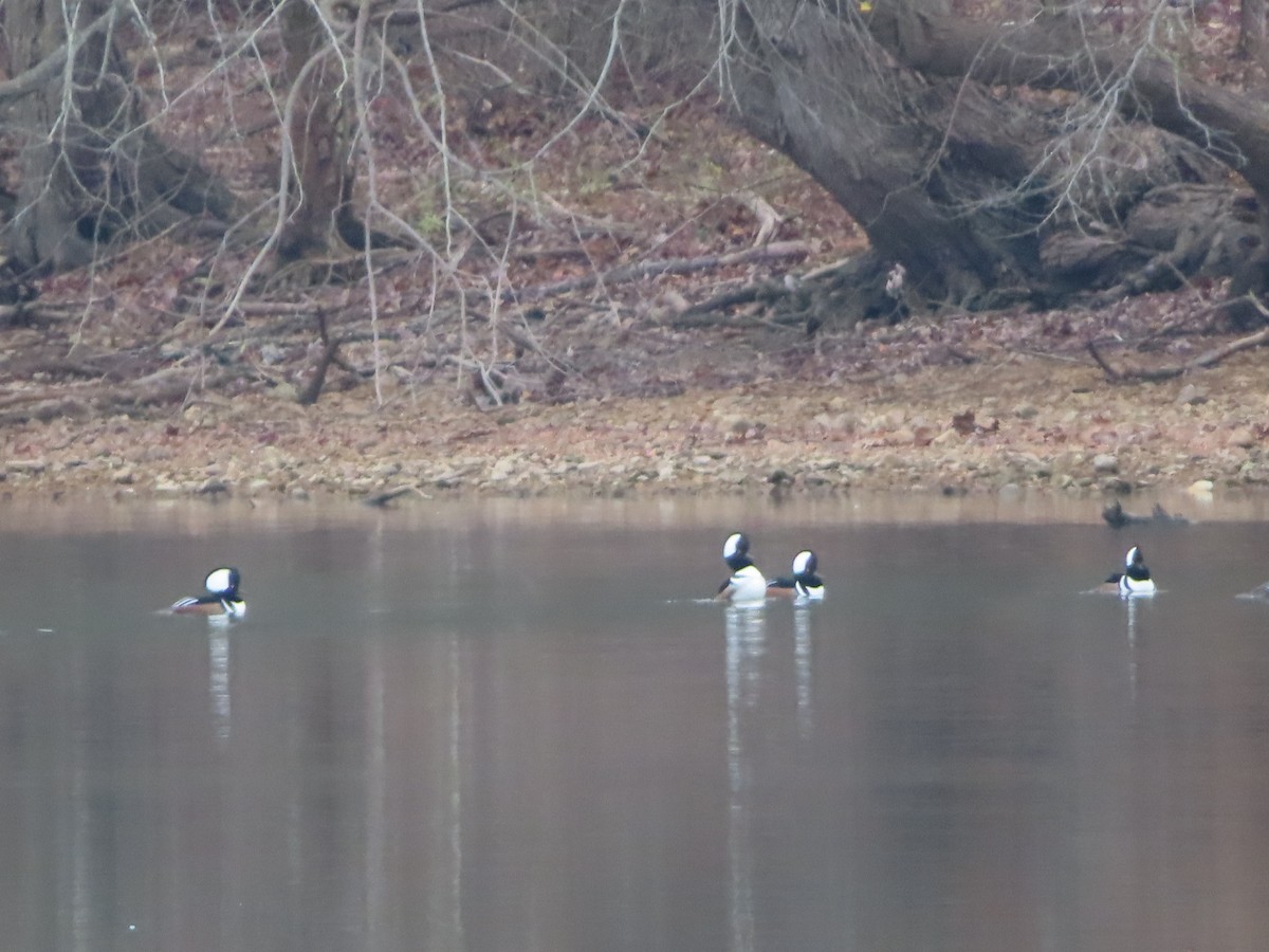Hooded Merganser - ML645560517