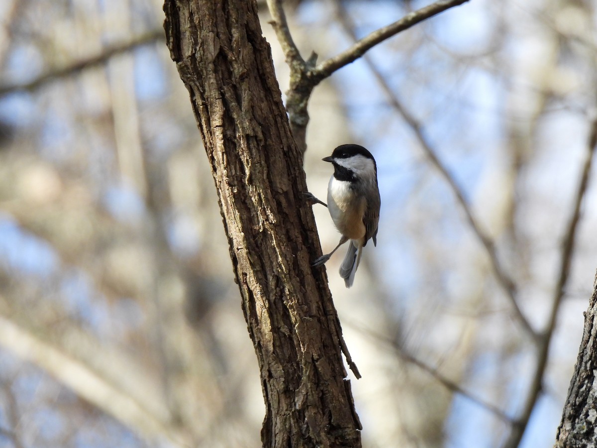 Carolina Chickadee - ML645560523