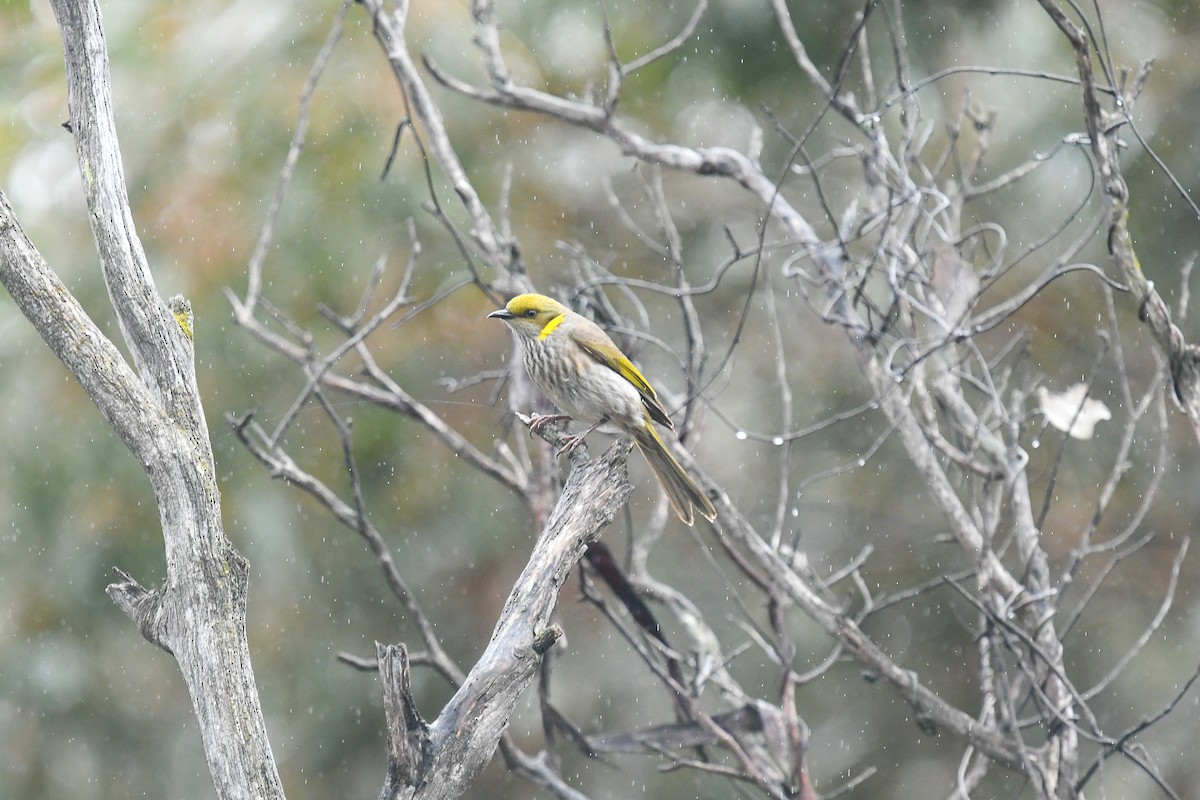 Кольчатый медосос - ML645560528