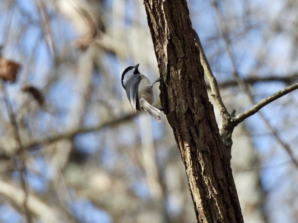 Carolina Chickadee - ML645560529