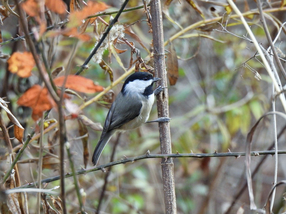 Carolina Chickadee - ML645560531