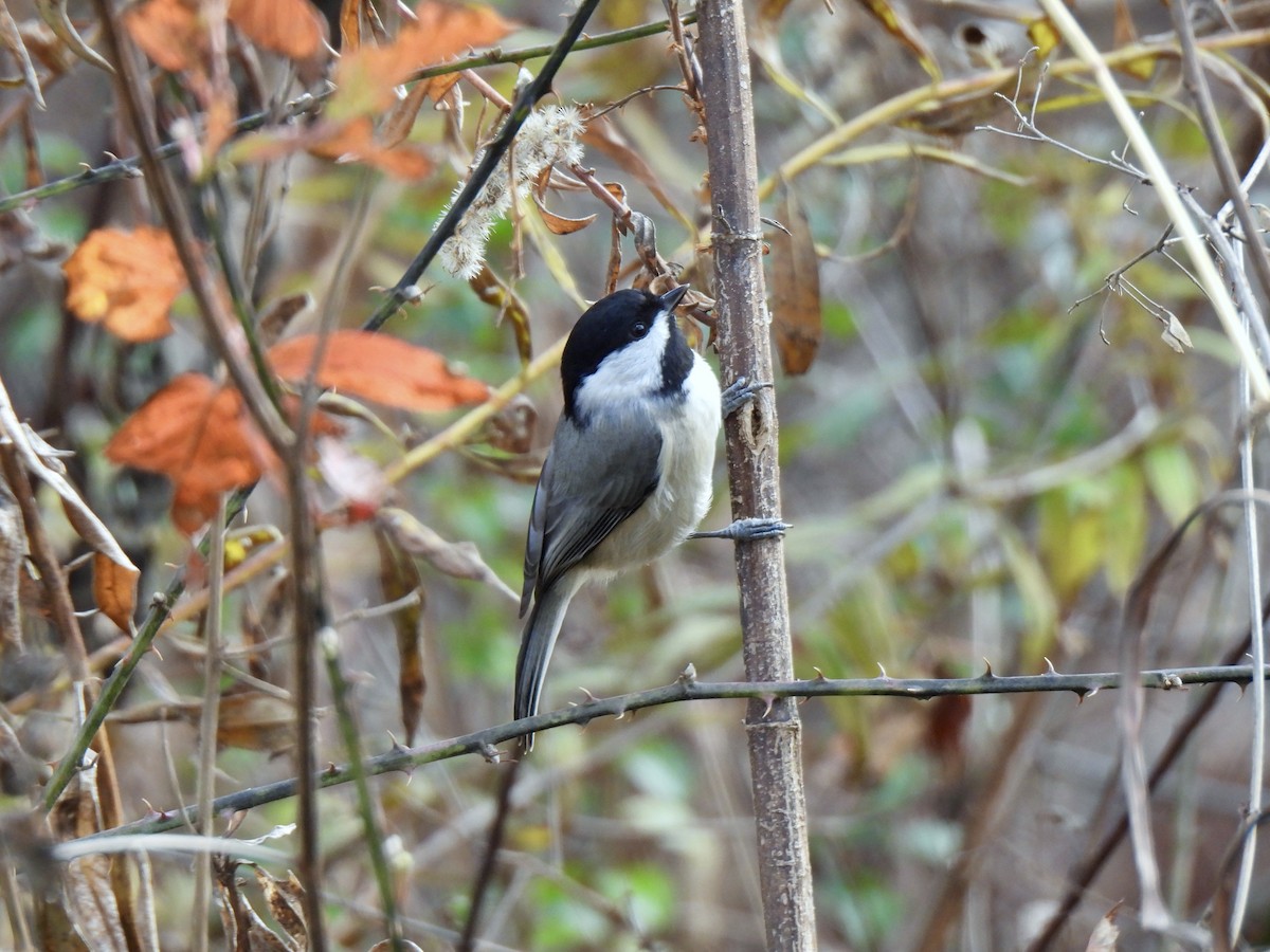 Carolina Chickadee - ML645560539