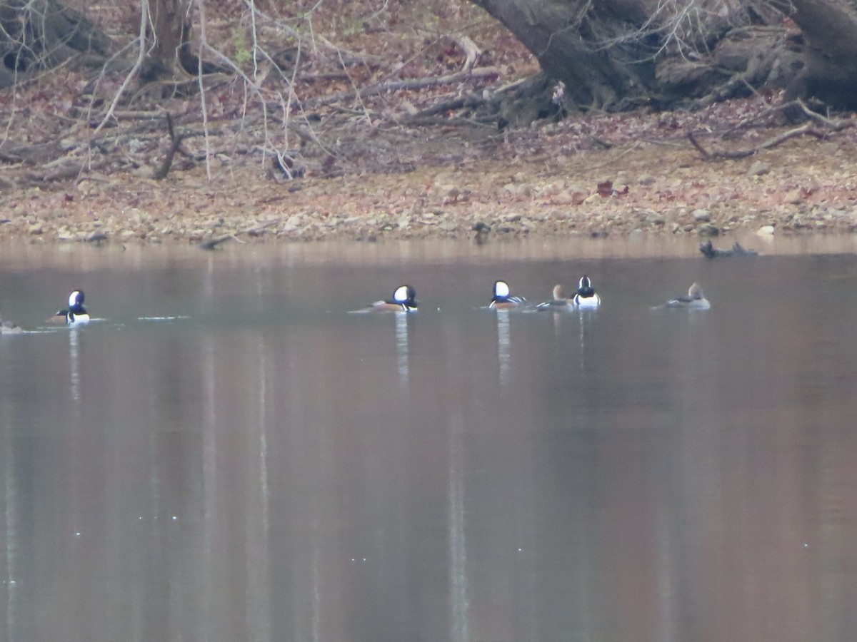 Hooded Merganser - ML645560543