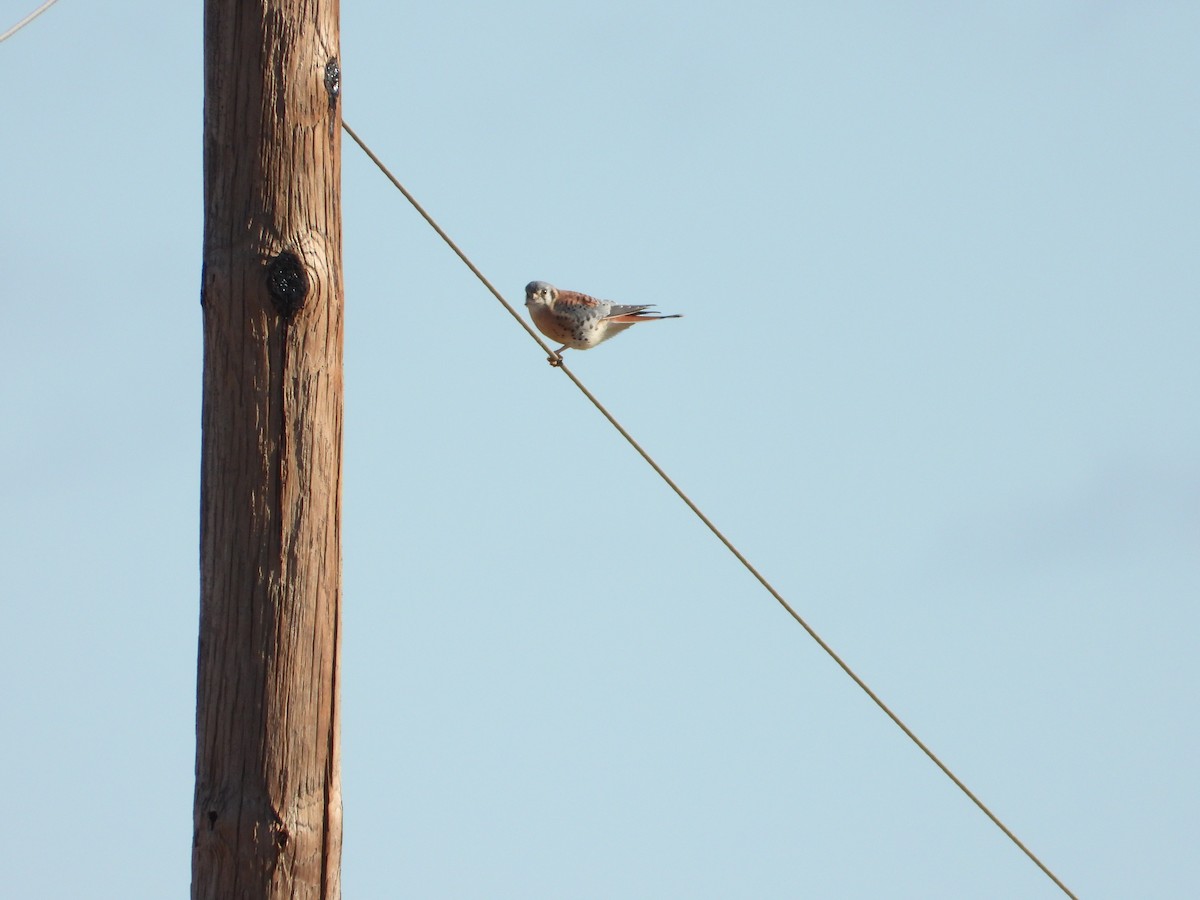 American Kestrel - ML645560544