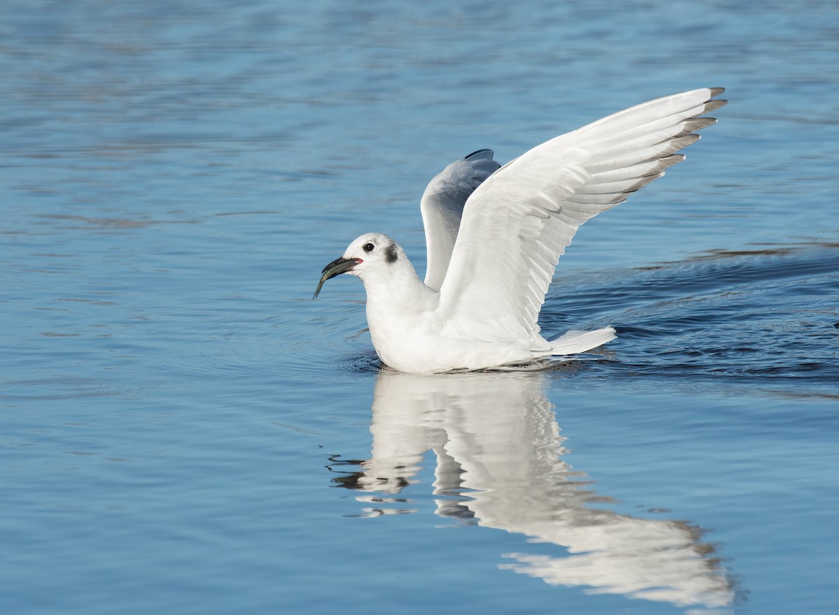 Bonaparte's Gull - ML645560545
