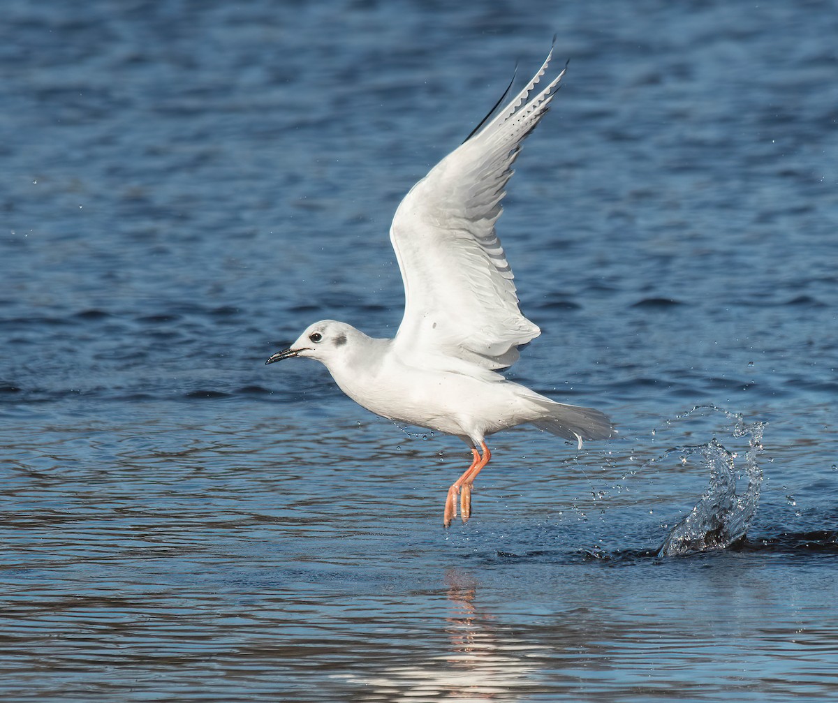 Bonaparte's Gull - ML645560549